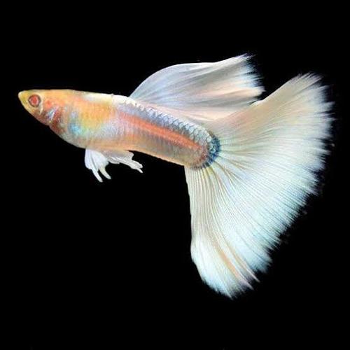 Albino Guppy